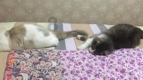 孔雀逃生